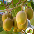 Kiwi, Juicy, Sour And Sweet, Suitable For Home Planting